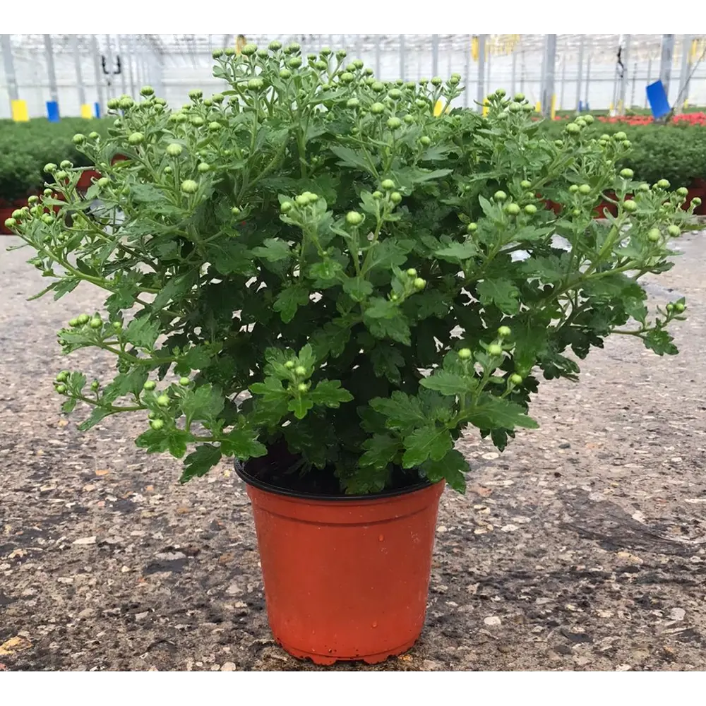 Хризантема кустовая микс ø12 h70 см Агрони 84519644 STLM-2178671 