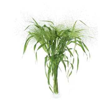 Паникум фоунтан 70 см Santreyd 26395