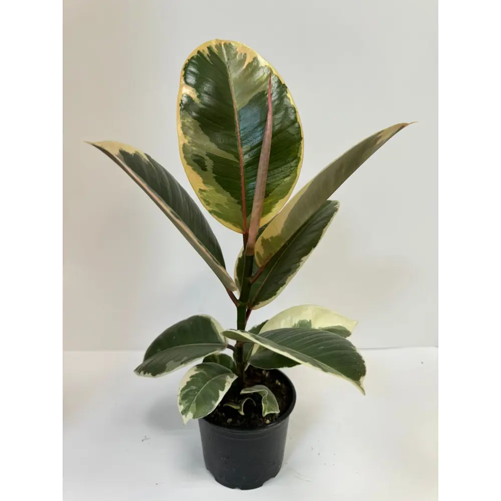 Фикус Тинеке Santreyd — пестролистное украшение интерьера 89395146 STLM-1524469