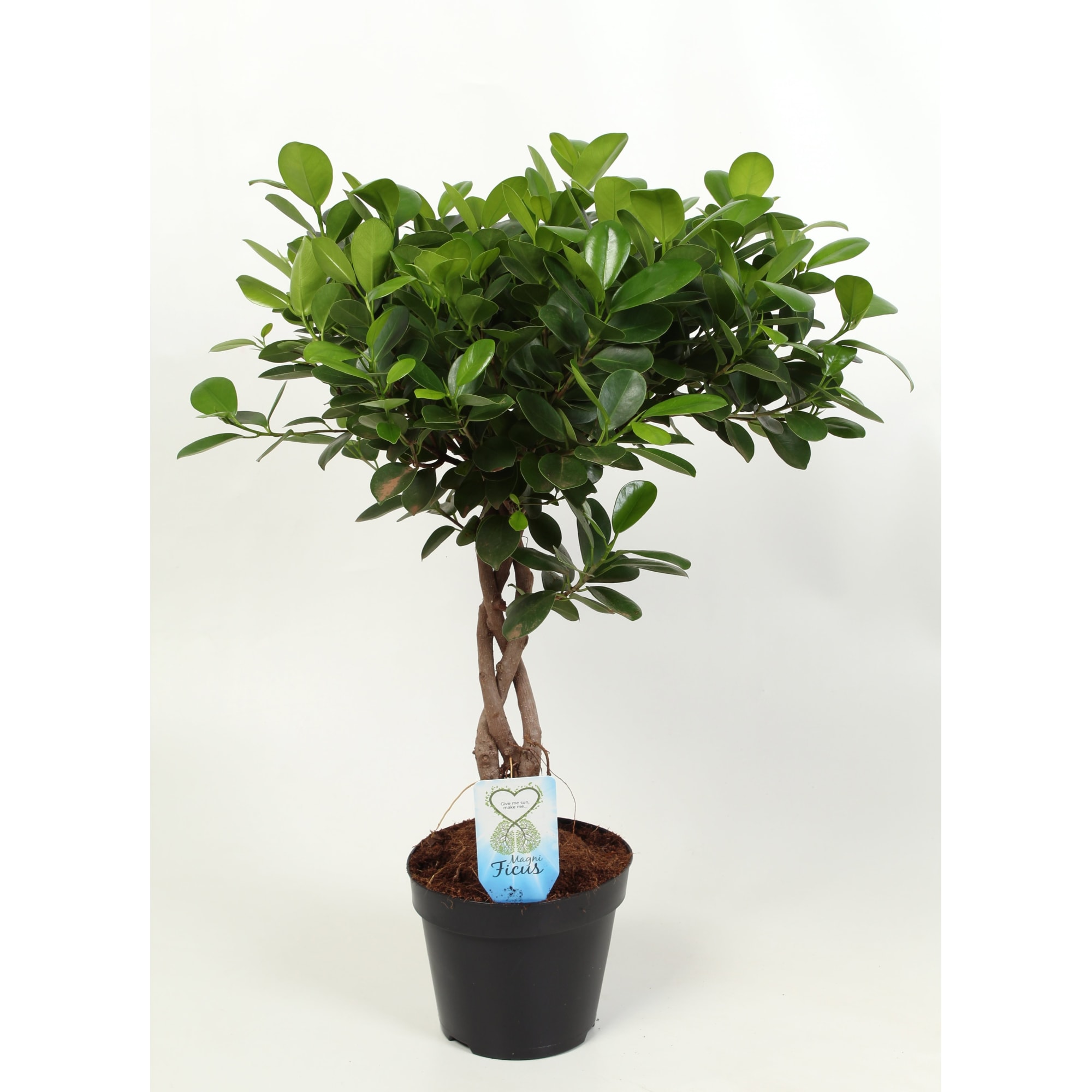 82578714 Фикус микрокарпа мокламе d21 h95 Santreyd 