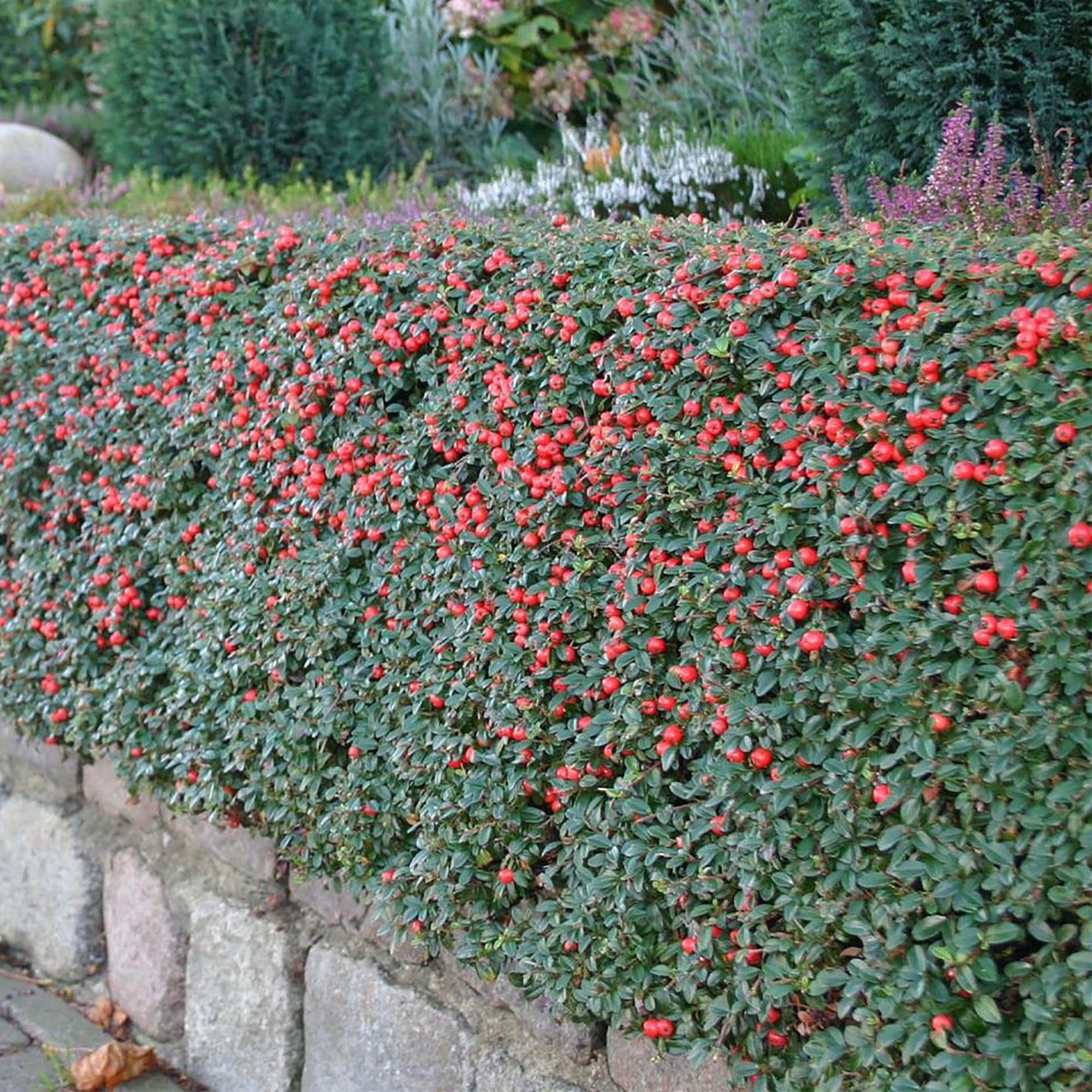 18321021 Кизильник горизонтальный С1, 20 см Santreyd 