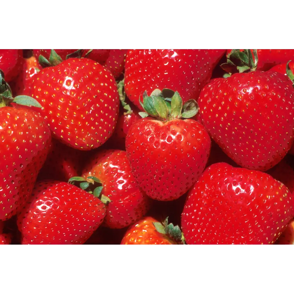 Земляника садовая «Диамант» 9x15 см 82625404 STLM-2133243 PLANTMARKET 