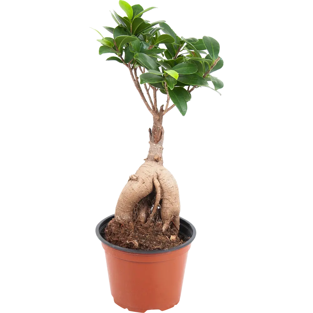 Фикус микрокарпа "Гинсенг" 12x30 см 82850362 STLM-2138598 Santreyd 