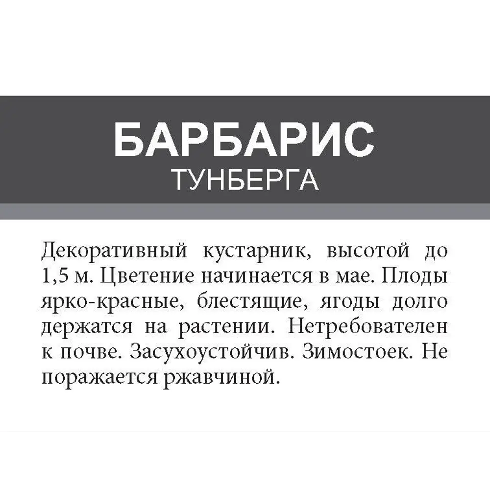 Барбарис Тунберга ø15 h35 см 85670436 STLM-2018368 Santreyd  - Вид №1