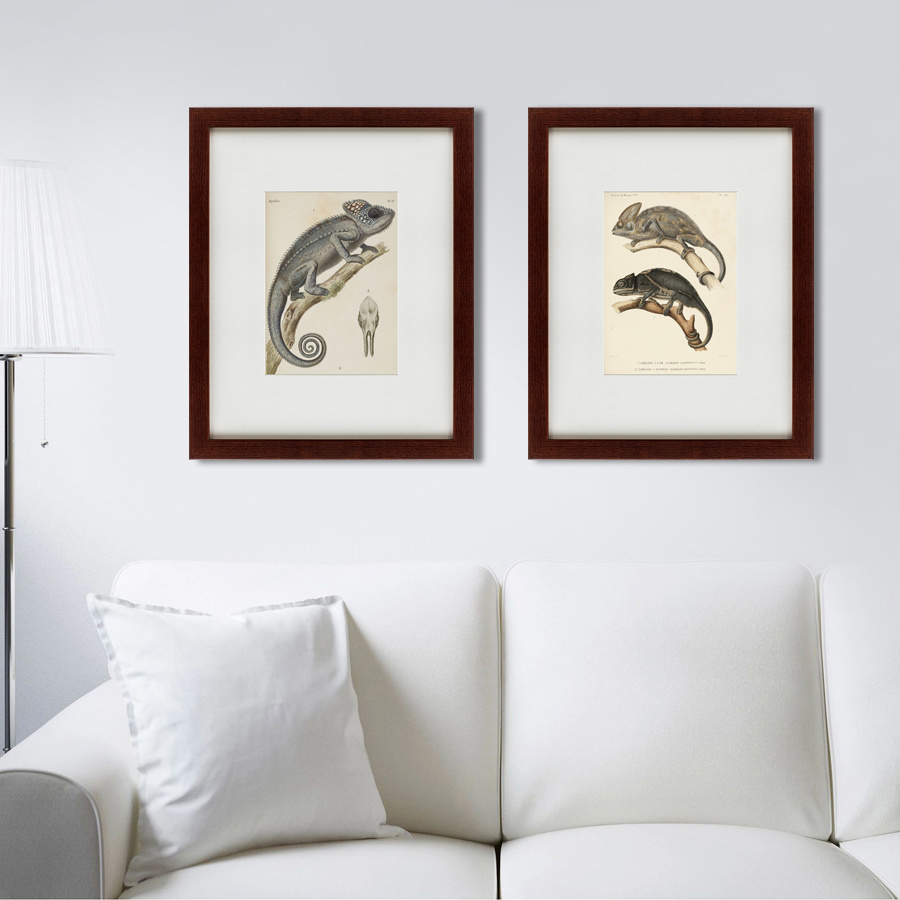 Литография на тонированной бумаге 42х52 см Des reptiles, 1705 КАРТИНЫ В КВАРТИРУ  135656 Бежевый;белый;коричневый;разноцветный  - Вид №2