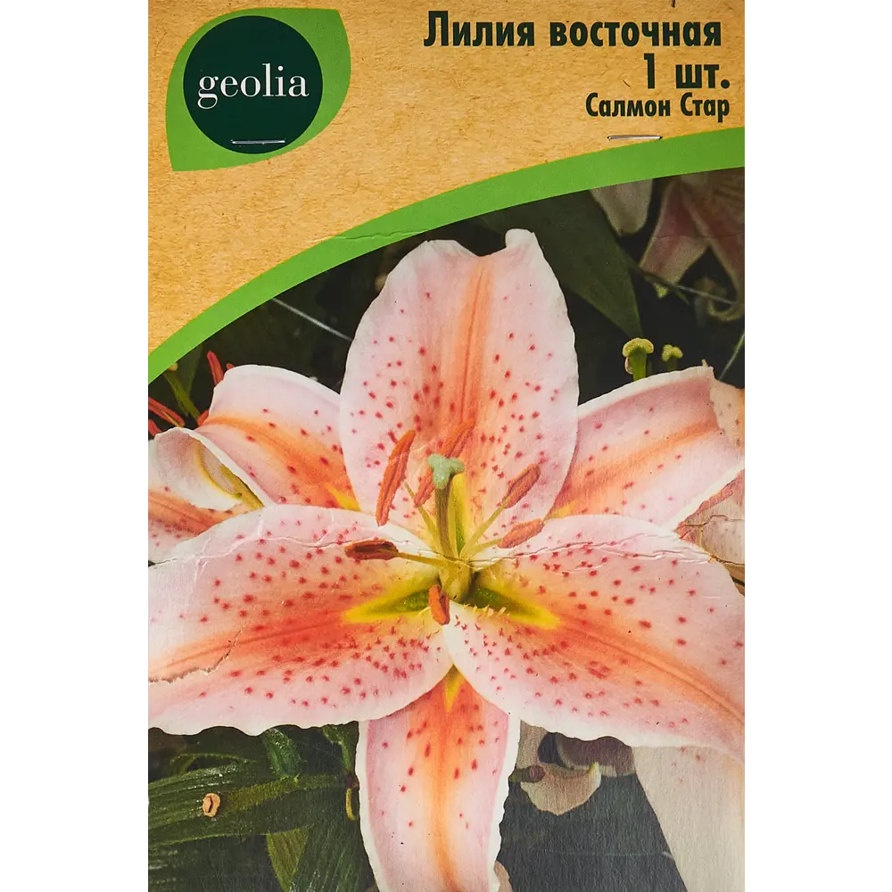 Лилия Geolia восточная Салмон Стар 86408627 STLM-2026324 