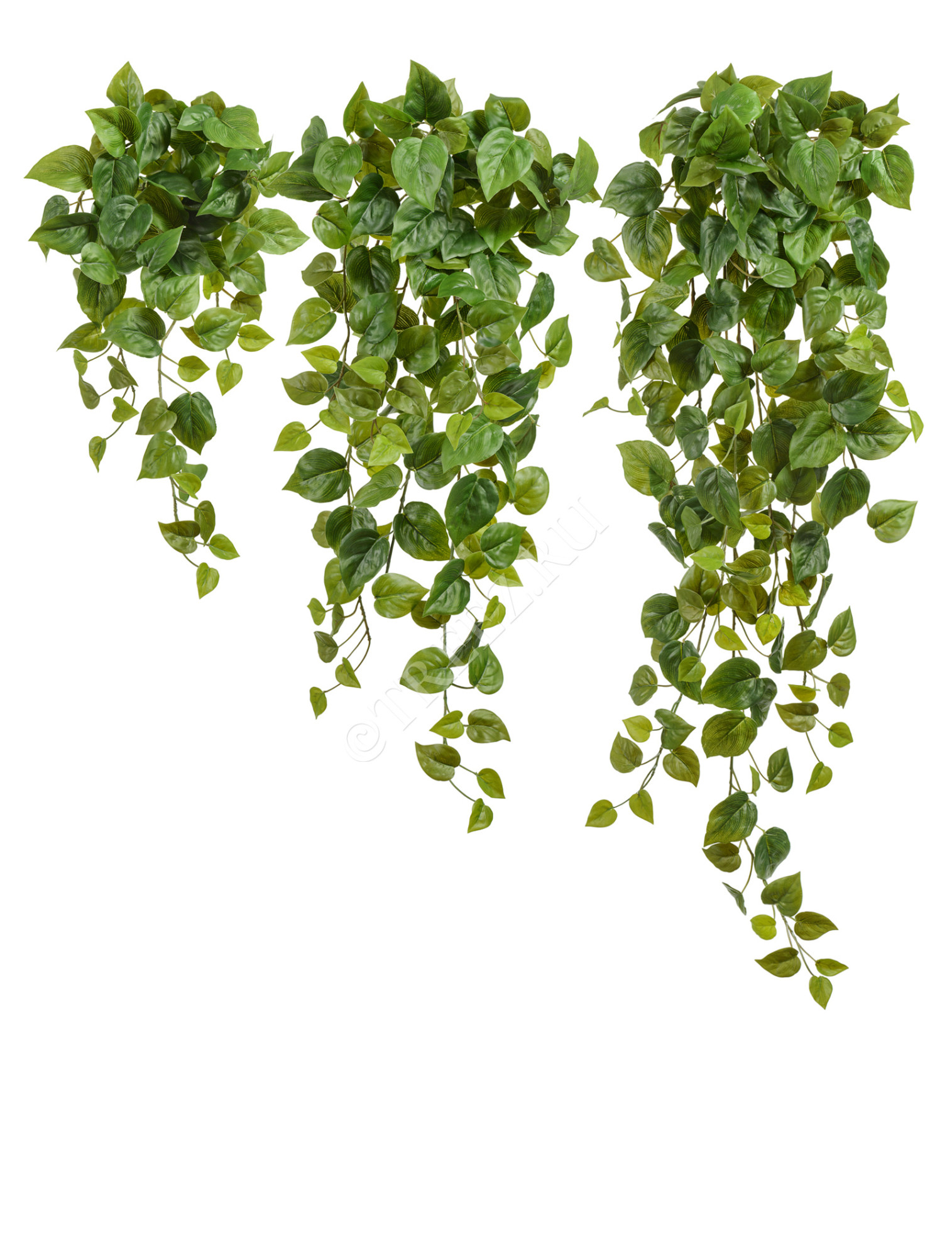 20.05200265N-L Филодендрон Сканденс ампельный Цветочная коллекция 