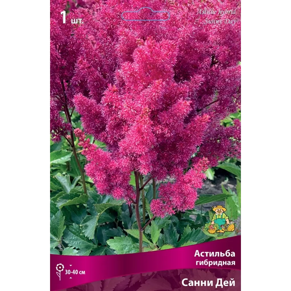 Астильба гибридная Санни Дей луковица I 83599220 STLM-2166824 Santreyd 