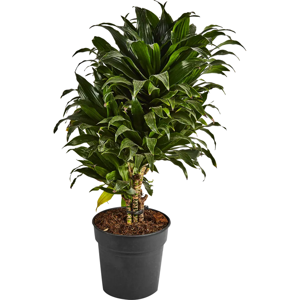 Драцена Компакта Santreyd — изящное комнатное растение для чистого воздуха 87819513 STLM-0953974 - Вид №1