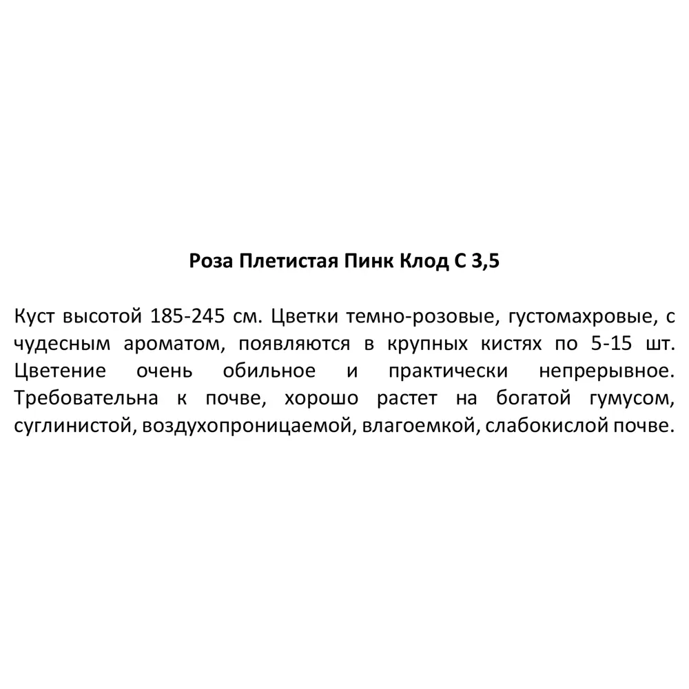 Santreyd Плетистая роза Пинк Клод - обильноцветущий сорт для вертикального озеленения 85324118 STLM-0061376 - Вид №2