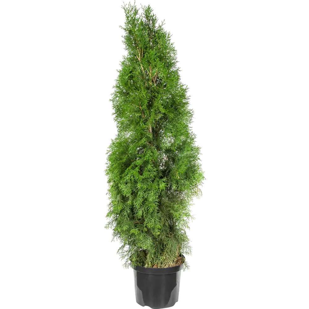 Туя западная «Смарагд» C10, 125 см 81969345 STLM-2126970 PLANTMARKET 