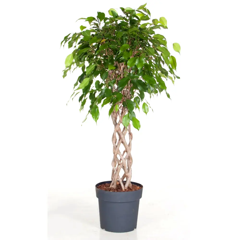 Фикус Бенджамина Экзотика 21x120 см 12501558 STLM-2183275 Santreyd 
