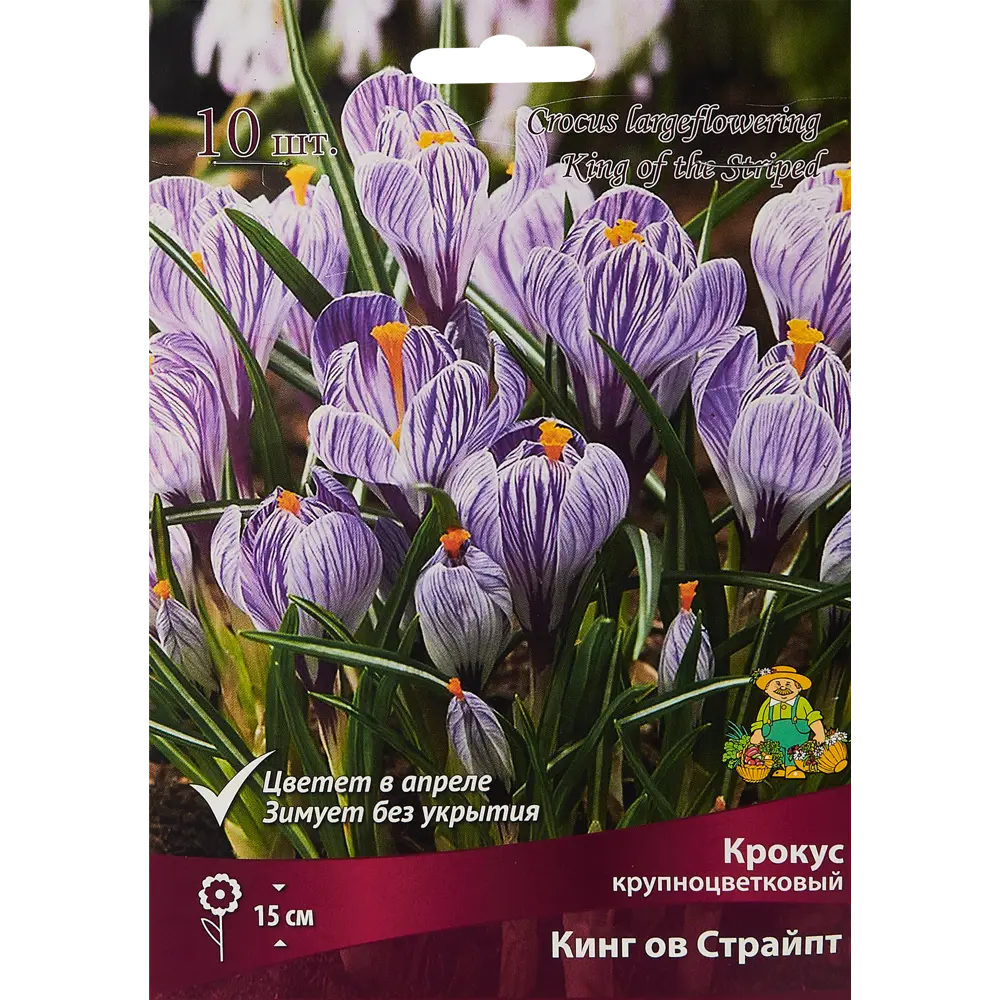 Крокус крупноцветковый Кинг ов страйпт луковица 8/9, 10 шт. 88294623 STLM-2209278 Santreyd 