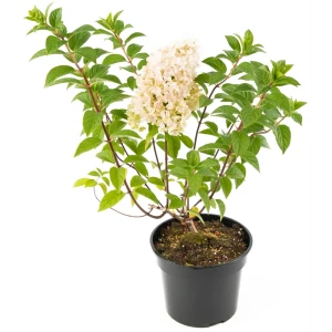 Гортензия метельчатая Sundae Fraise - цветущий кустарник с розовыми соцветиями 85292235