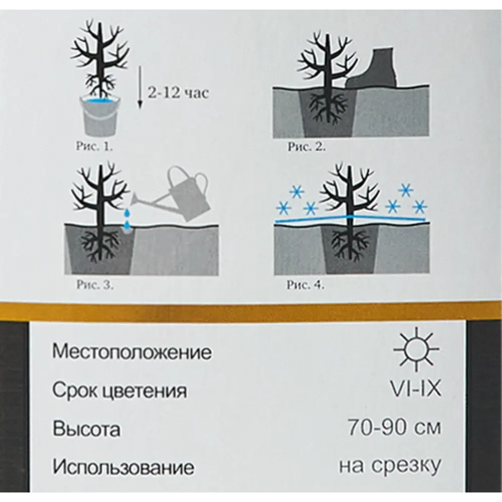 Роза Мейян чайно-гибридная «Клод Брассер» 82150698 STLM-2016076 Santreyd  - Вид №4