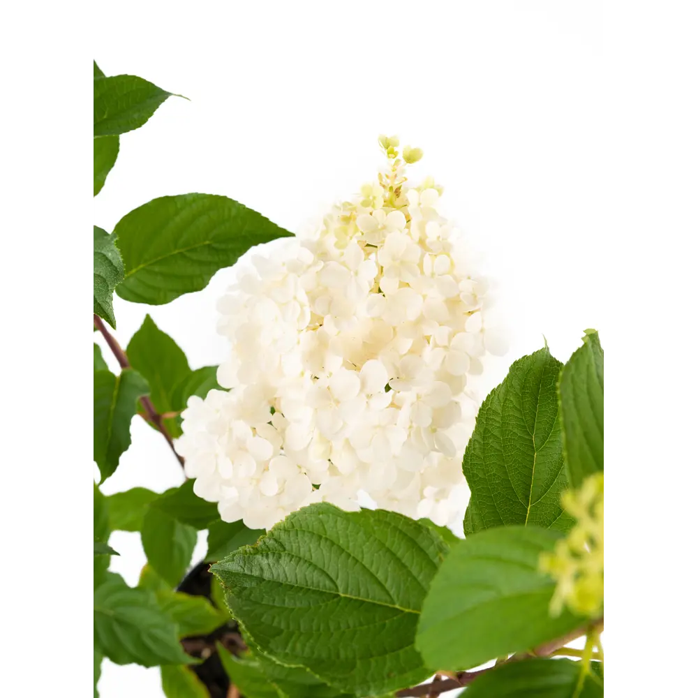 Саженец Гортензия Vanille Fraise ø19 h55 см 85292237 STLM-2129302 Santreyd  - Вид №3