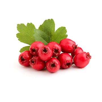 Боярышник Santreyd 28557