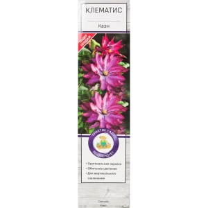 Клематис Каэн в тубе Поиск Инвест 81951256 STLM-2052578