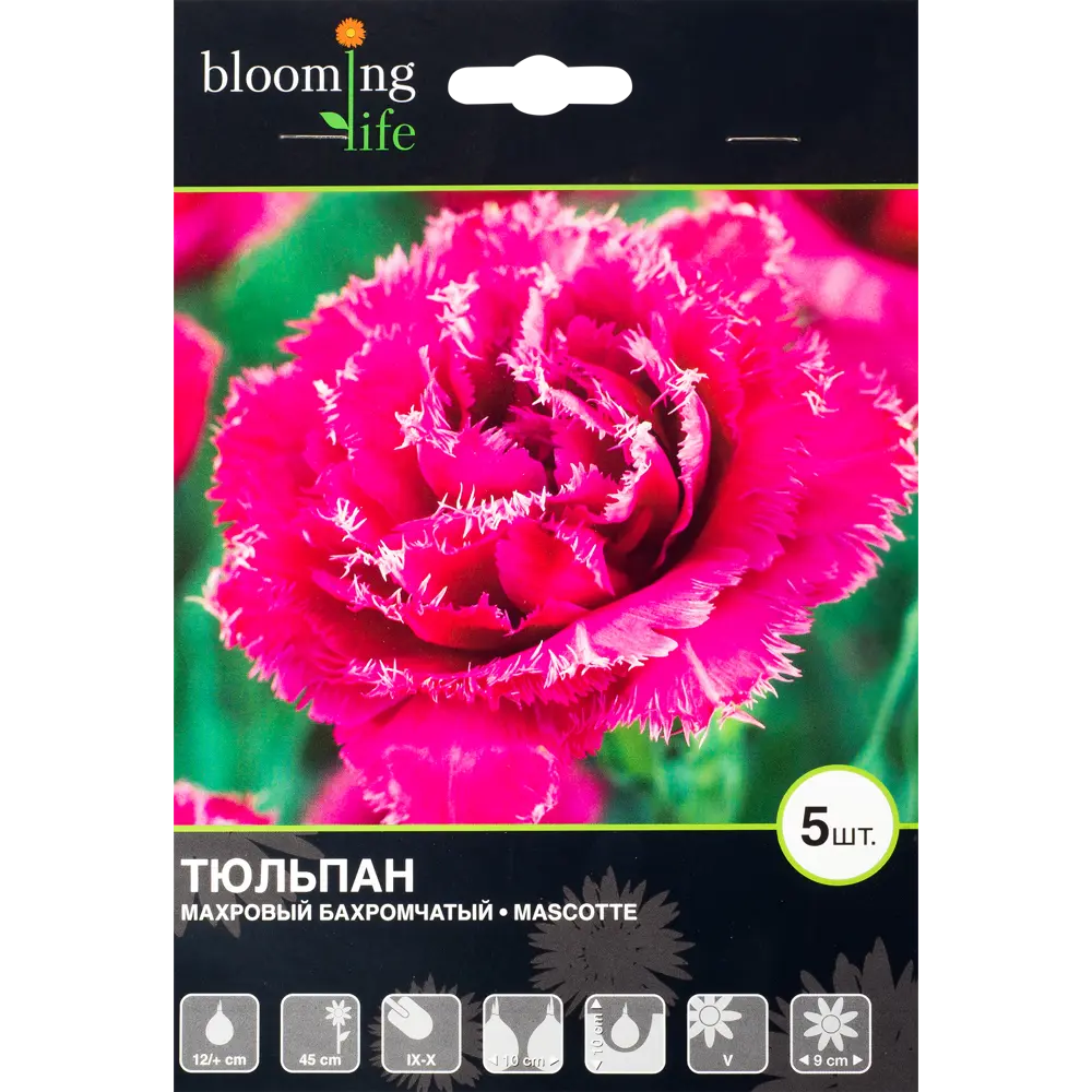 Тюльпан Маскотте 12/plus, 5 шт. 14158490 STLM-2043350 Santreyd 