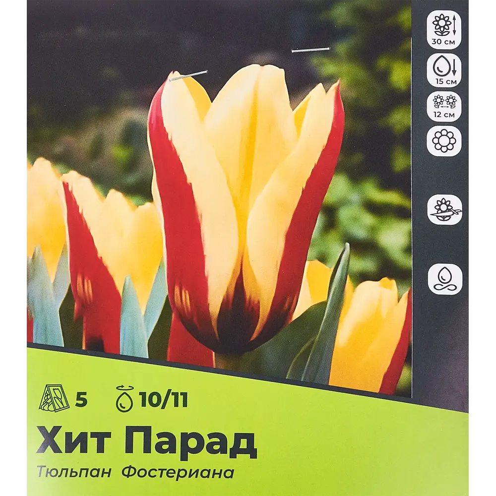 Тюльпан ХитПарад Фостериана луковица 10/11, 5шт 89049665 STLM-2141002 Santreyd 