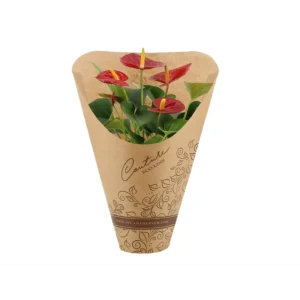 Антуриум Эко микс - комнатное декоративно-лиственное растение 89438754