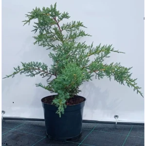 Можжевельник казацкий Рокери Джем ø19 см h40-60 см 85088128 STLM-2130489