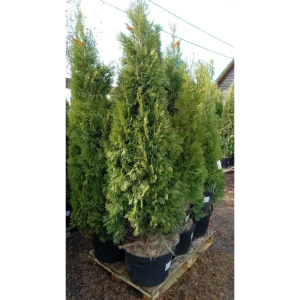Туя западная «Смарагд» BR, 180-200 см