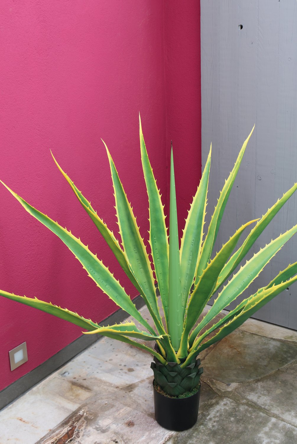 5713 803 a3 Агава шелковая, горшечная, 14 листьев, 110 см, зелено-желтая H-andreas  - Вид №3
