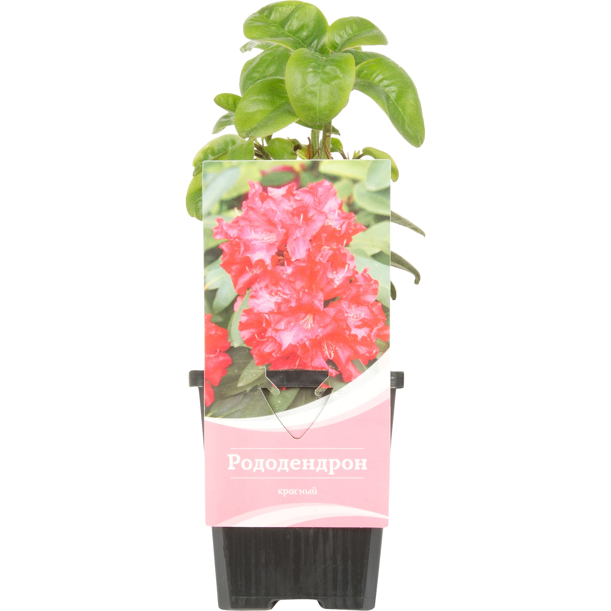 17892025 Рододендрон Америка P9 Santreyd 