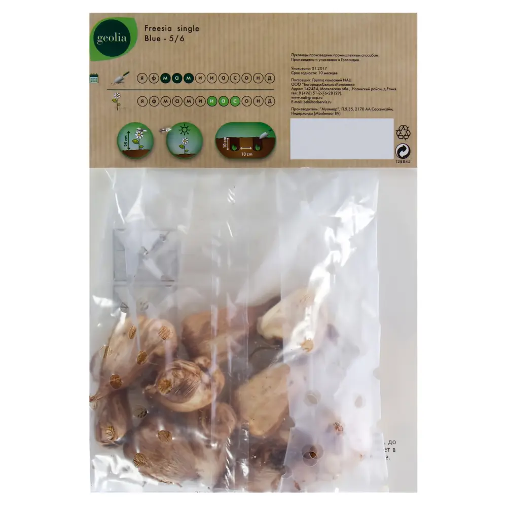 Фрезия Geolia «Single Blue», 5х6 см STLM-2040444 - Вид №1