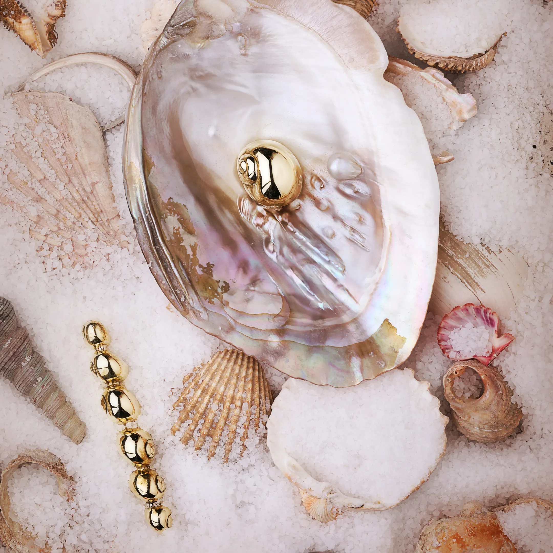 OC2003 Natica PULLCAST Ocean Collection  - Вид №4