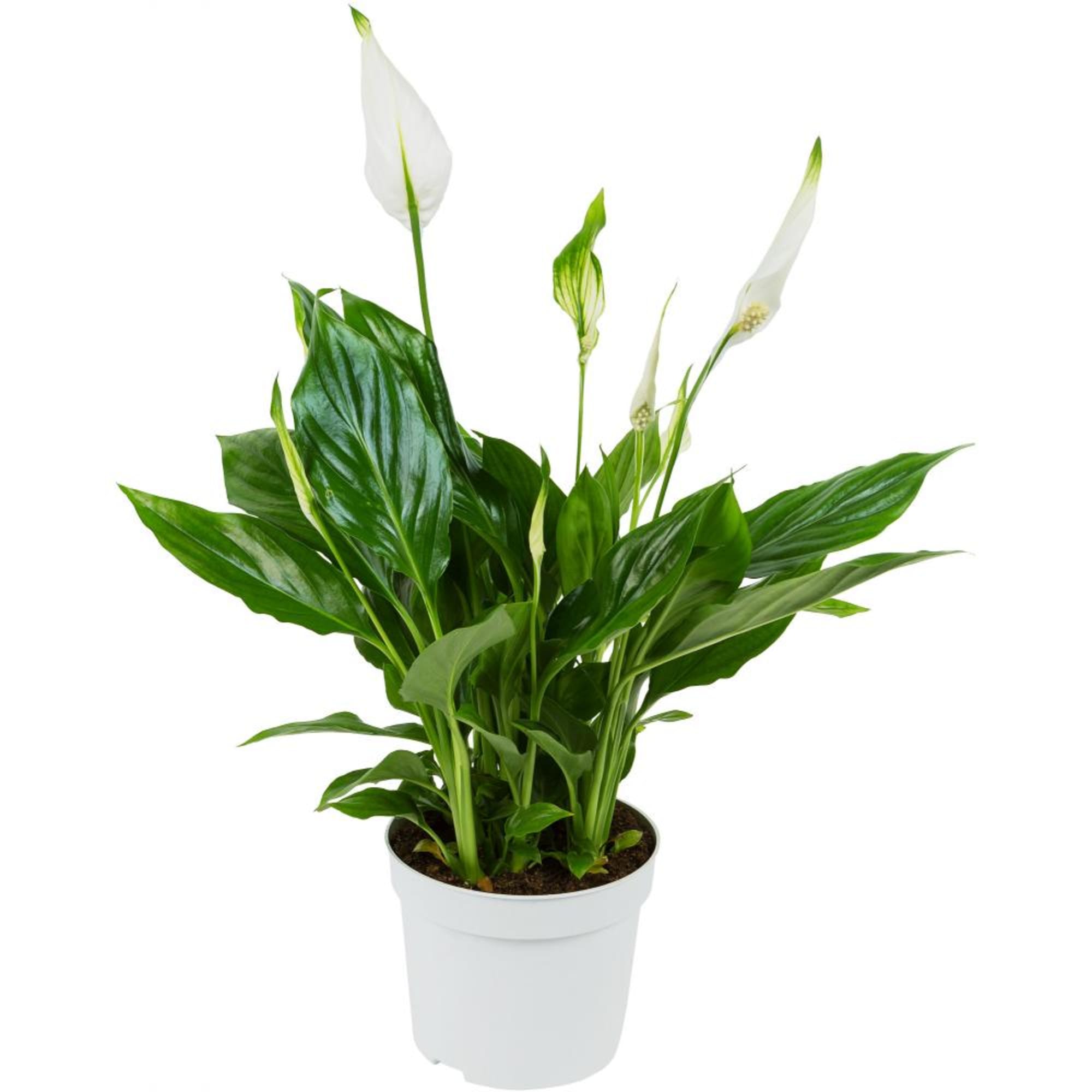 89106749 Спатифиллум Перл купидо ø15 h40 см Santreyd 