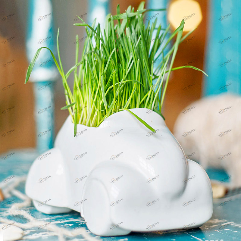 Набор для выращивания eco "Машина" ЭКОЧЕЛОВЕКИ  254575 Белый 