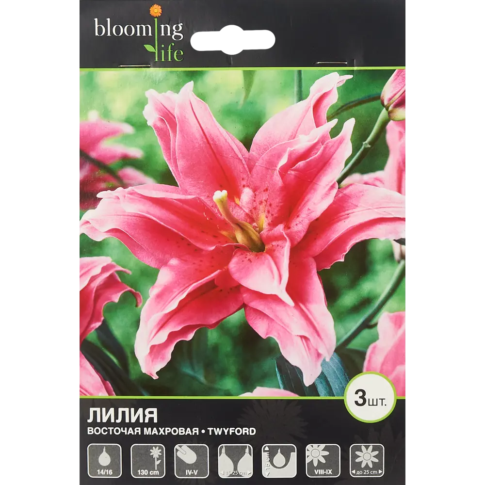 Лилия восточная махровая Твайфорд 3 шт. 83628518 STLM-2112553 BLOOMING LIFE  - Вид №1