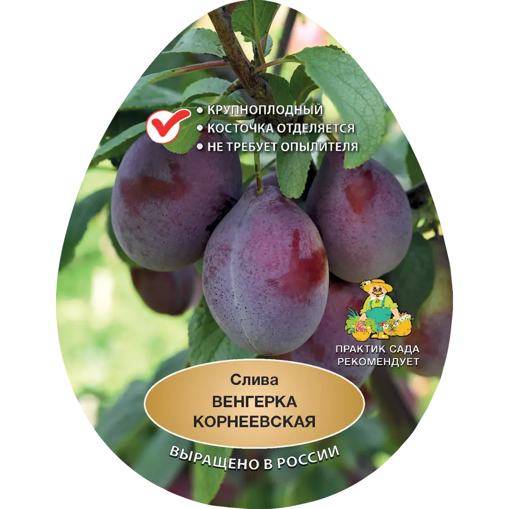 Слива Венгерка Корнеевская h200 см в сетке Поиск Инвест 84399328 STLM-2047674 Santreyd 