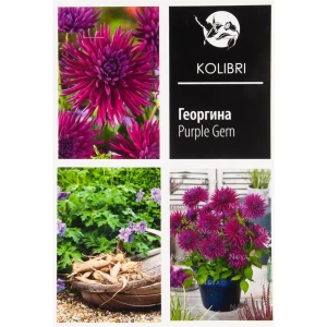 Георгина кактусовая «Пёрпл Джем» 82539331 STLM-2187643