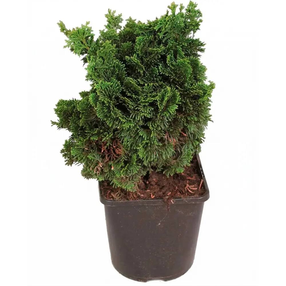 Кипарисовик туполистный Нана Грацилис ø13 h15 см Santreyd STLM-2014376