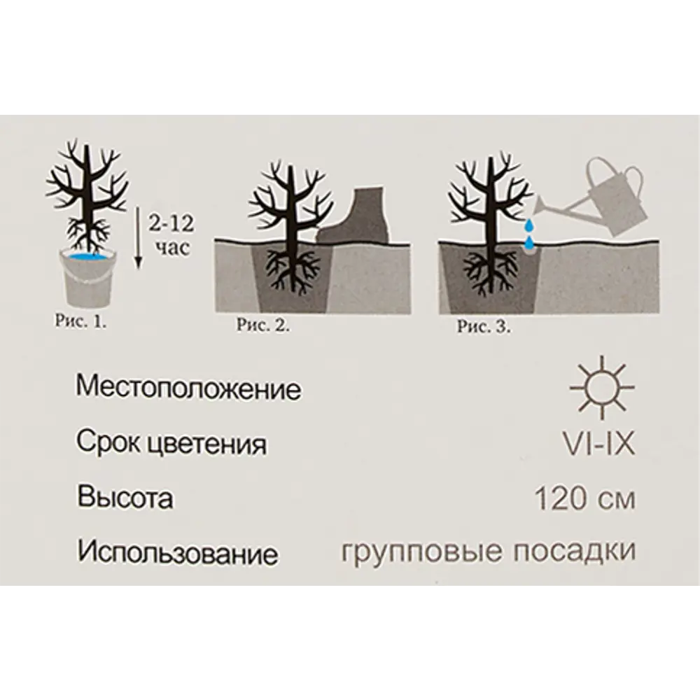 Роза канадская парковая «Джон Франклин» 82150689 STLM-2211396 Santreyd  - Вид №3