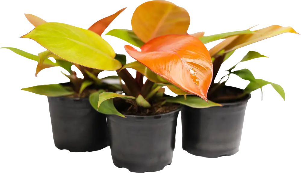 Santreyd Филодендрон Silver Sword с серебристыми листьями 89351066