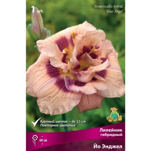 Лилейник гибридный «Йо Энджел» разбор I 82661827 STLM-2128116