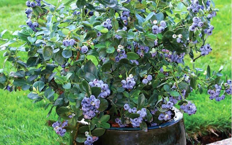 87691173 Голубика садовая Элизабет ø9 h20 см STLM-0075064 PLANTMARKET
