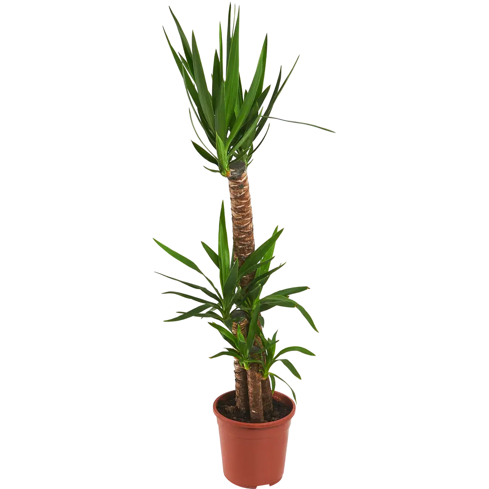 Santreyd Юкка — элегантное комнатное растение 140 см 11945536 STLM-0001620 - Вид №1