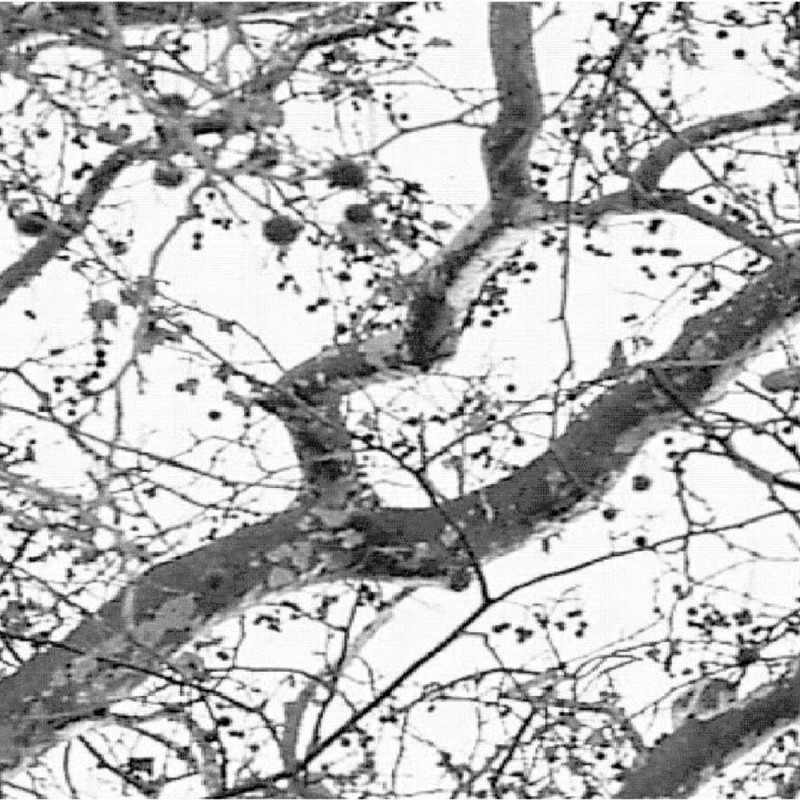 0106/CX38 Bottiglia Adriani e Rossi белый 