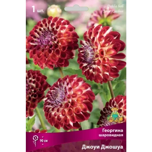 Георгина шаровидная Джоуи Джошуа луковица I