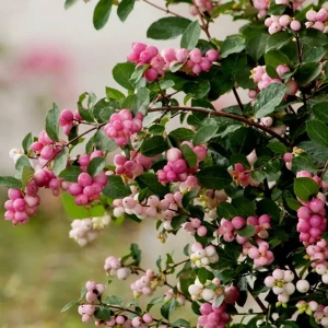 Снежноягодник доренбоза Мэджик Берри ø9 h20 см