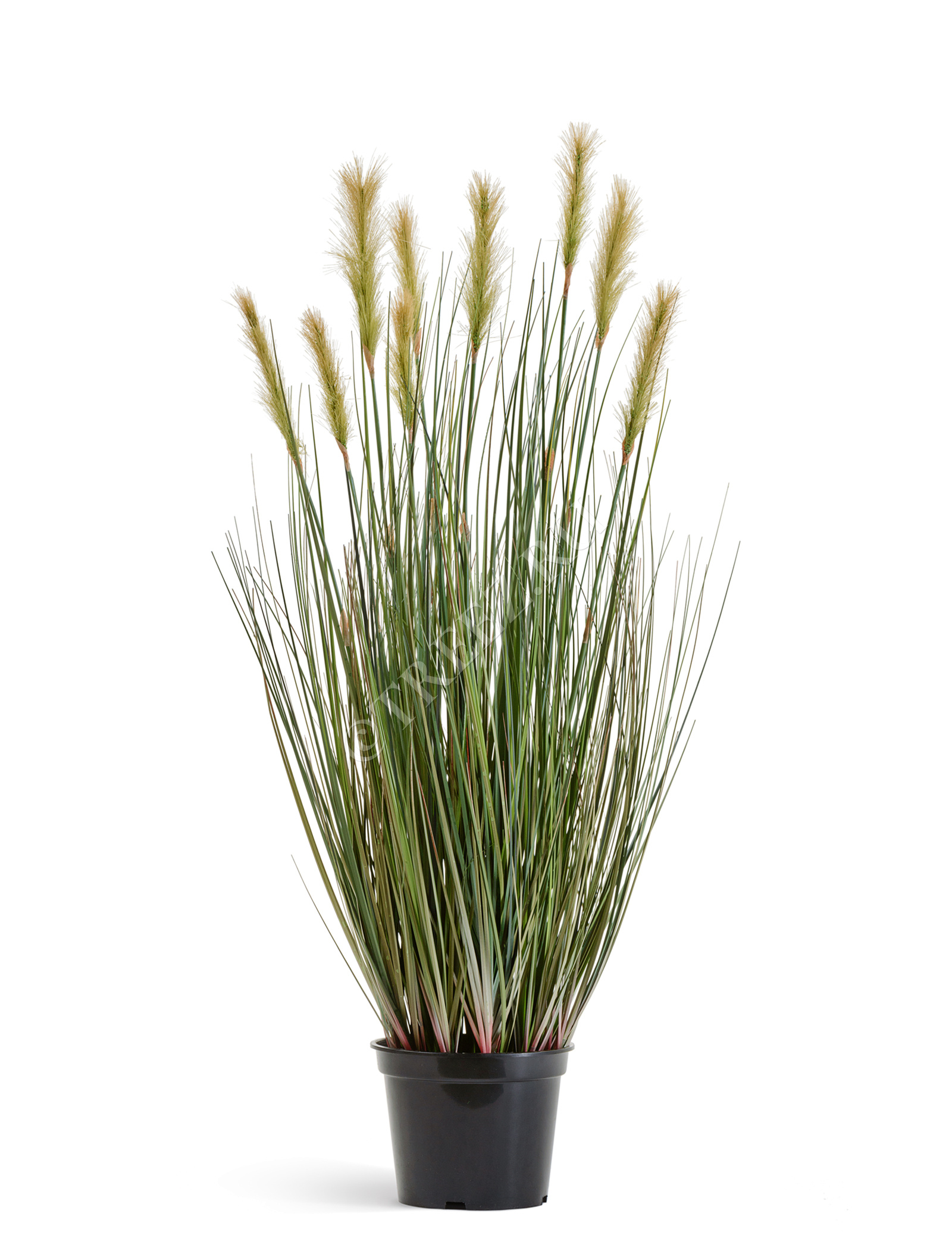 20.1040L-090 Трава Осока Элеганс куст с зелёными султанами Цветочная коллекция  - Вид №1