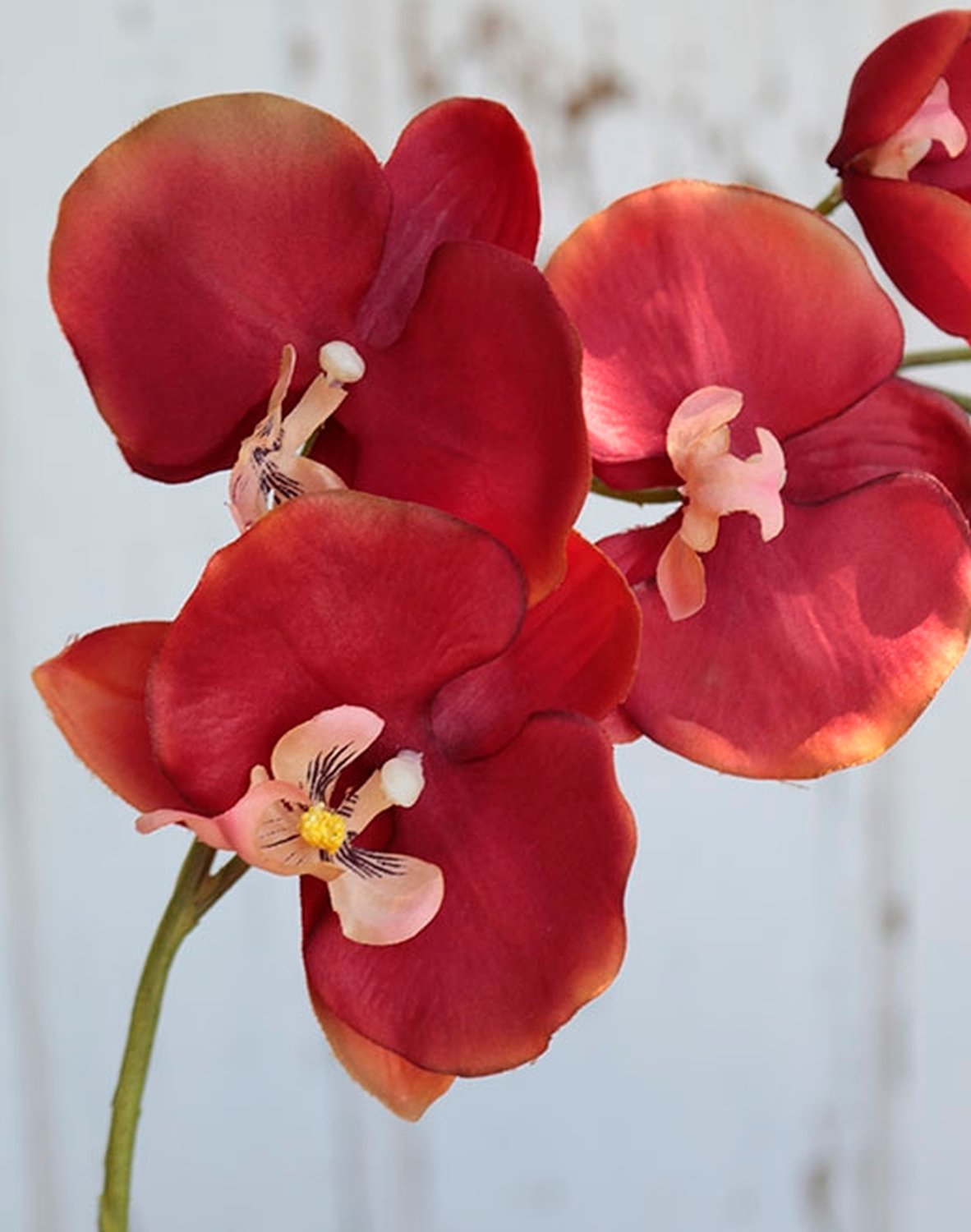 2368 344 a2 Искусственная орхидея Phalaenopsis, 75 см, темно-оранжевая H-andreas  - Вид №1