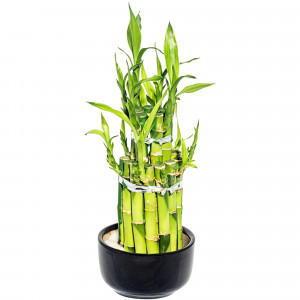 13533877 Бамбук Лаки 2 ронд 9х18 см