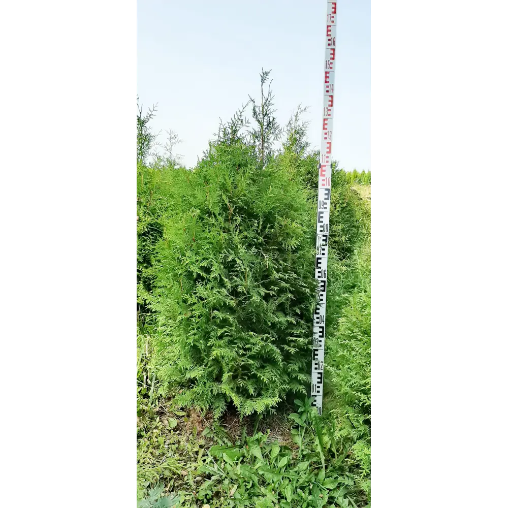 Туя западная Брабант ø44 h100-120 см 85923194 STLM-2184782 ГАВРИШ 