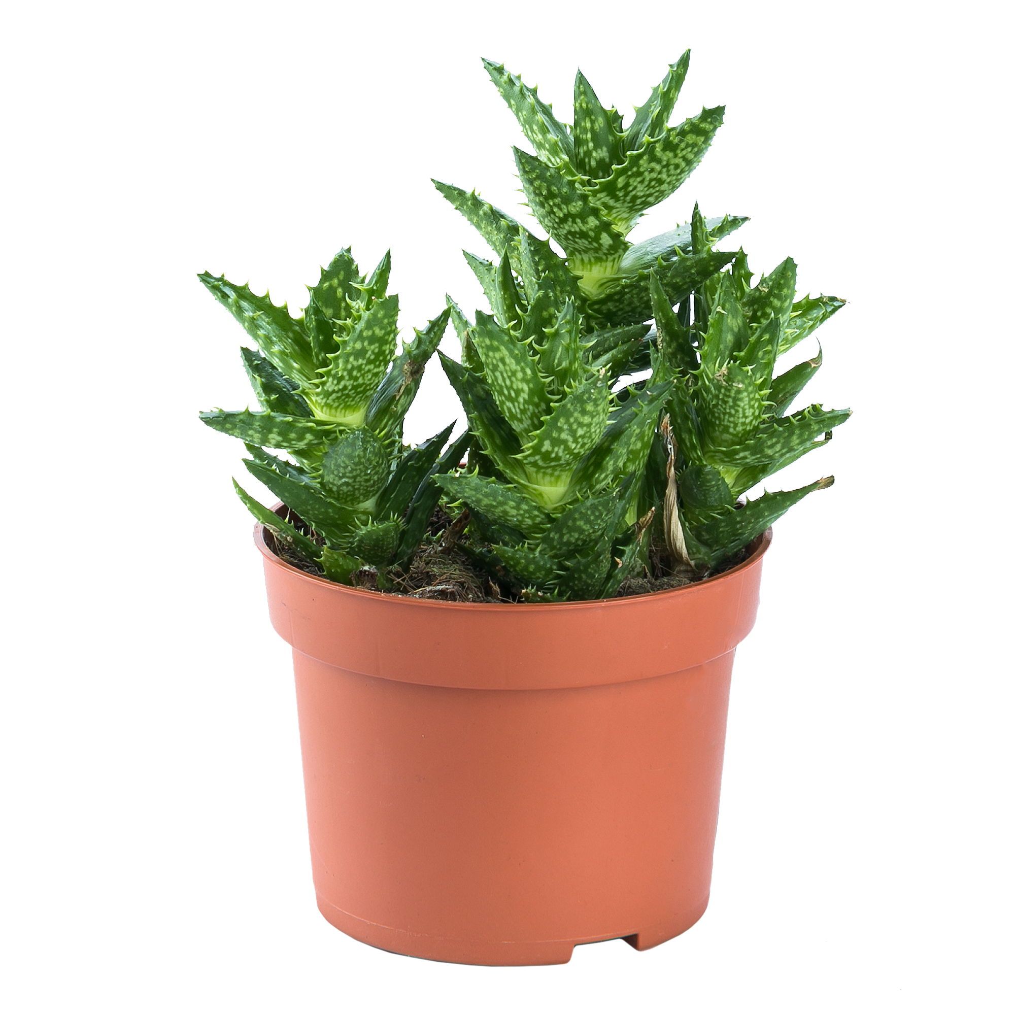 Алоэ микс Santreyd - целебный суккулент для дома 15745419 STLM-0006293